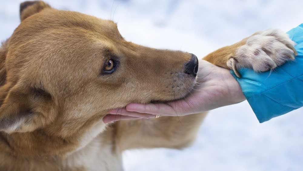 Roma inaugura il primo ospedale veterinario pubblico in Italia